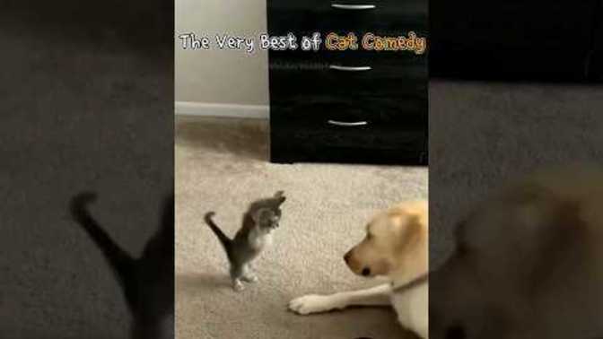 You like cat punching bouts?