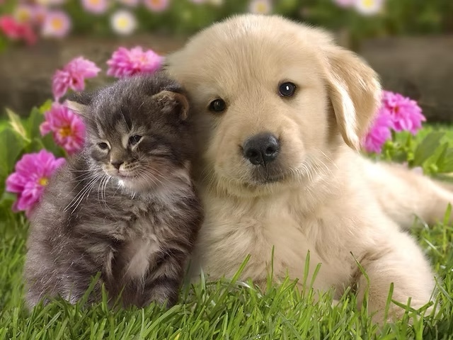 Puppy or Kitten? Which would you rather have?
