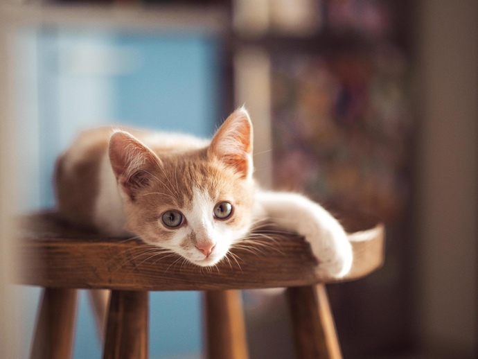 Puppy or Kitten? Which would you rather have?