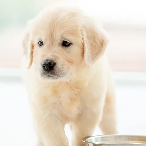 Puppy or Kitten? Which would you rather have?