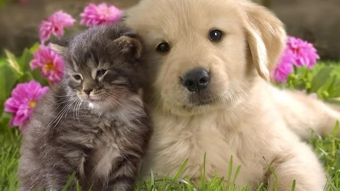 Puppy or Kitten? Which would you rather have?