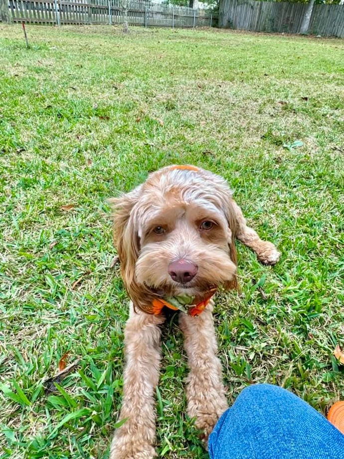 Lets show our pets love, do you have an pictures of your pets you wanna share?