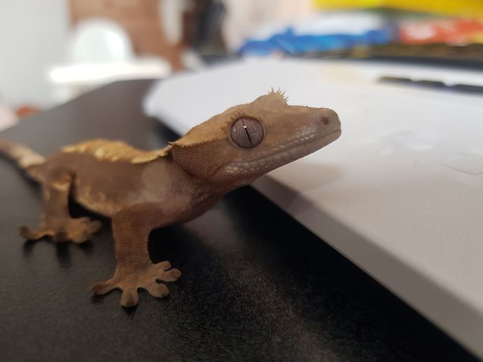 Let's show our pets love, do you have an pictures of your pets you wanna share?