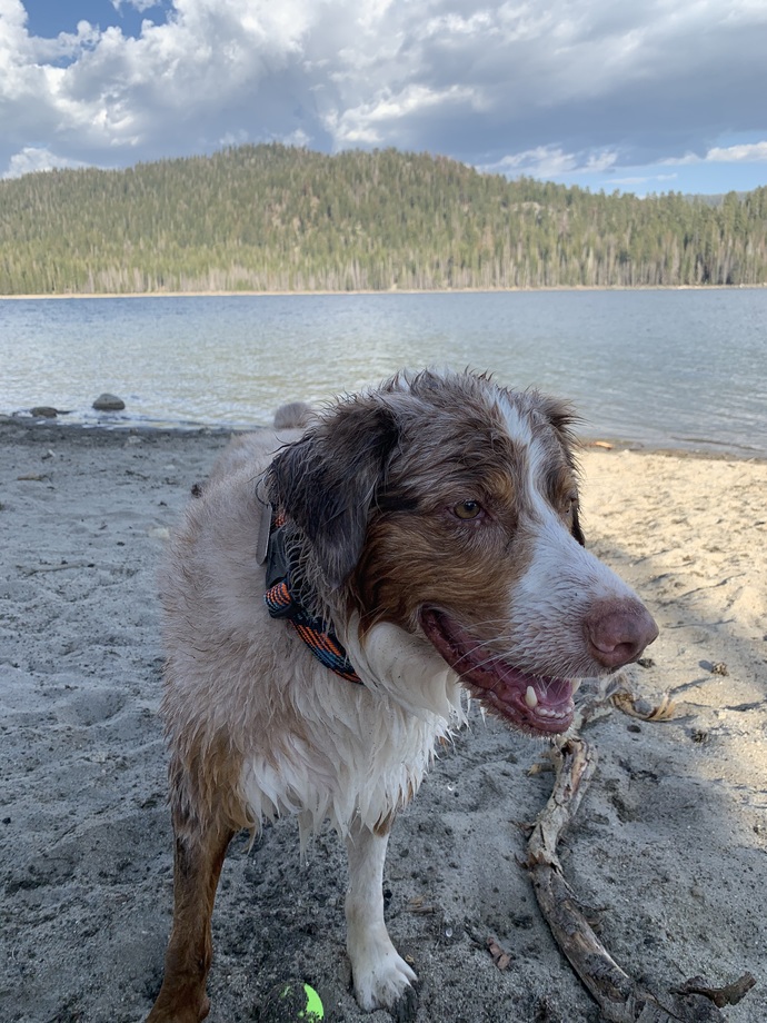 Let's show our pets love, do you have an pictures of your pets you wanna share?