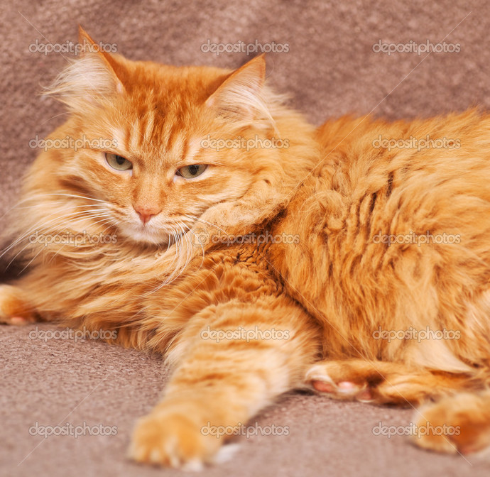 Let's show our pets love, do you have an pictures of your pets you wanna share?