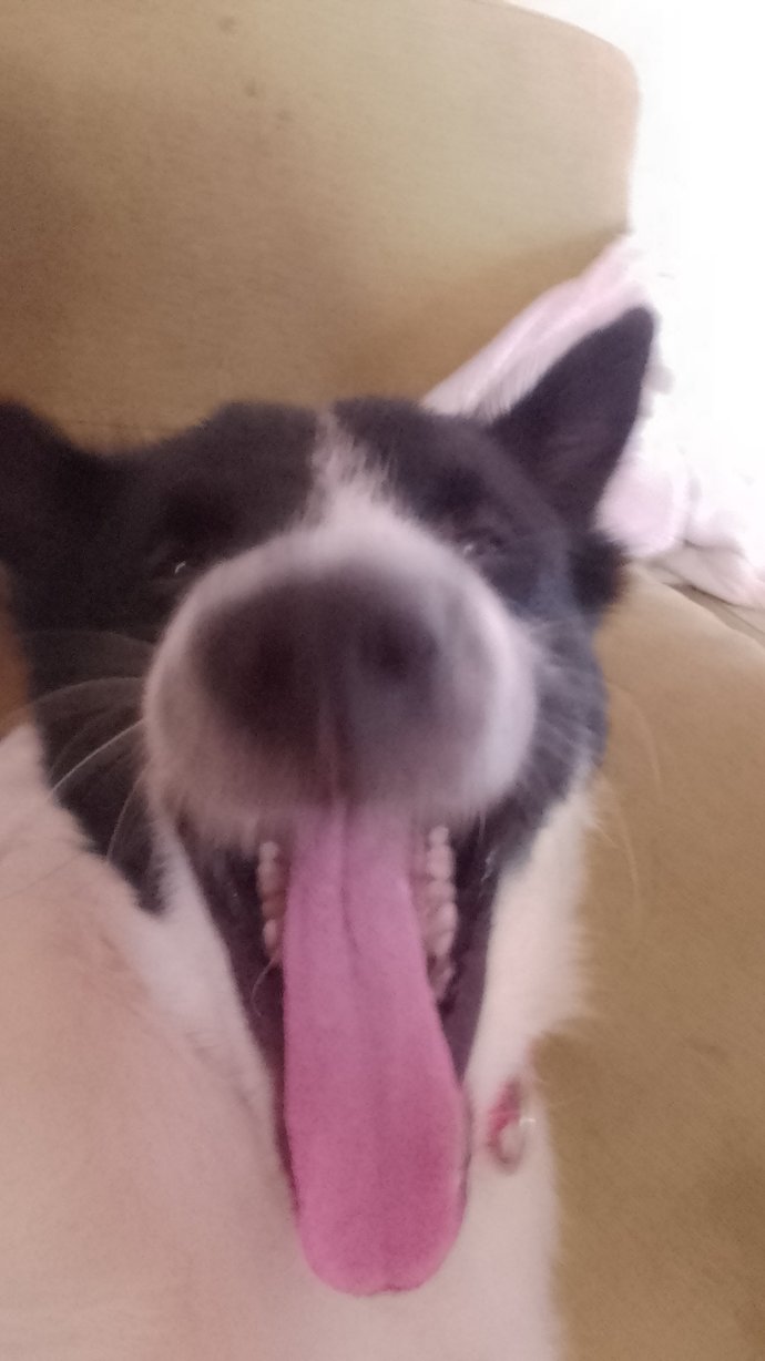 Let's show our pets love, do you have an pictures of your pets you wanna share?