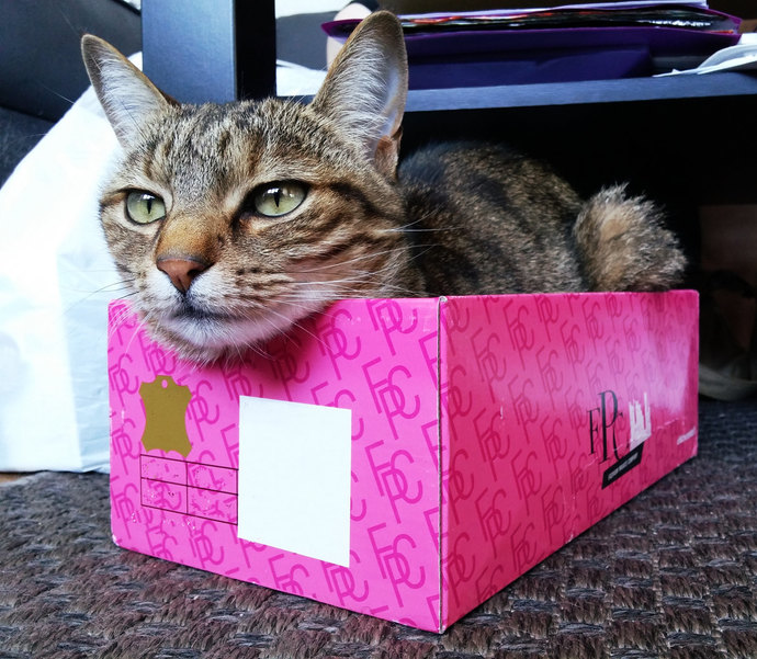Let's show our pets love, do you have an pictures of your pets you wanna share?