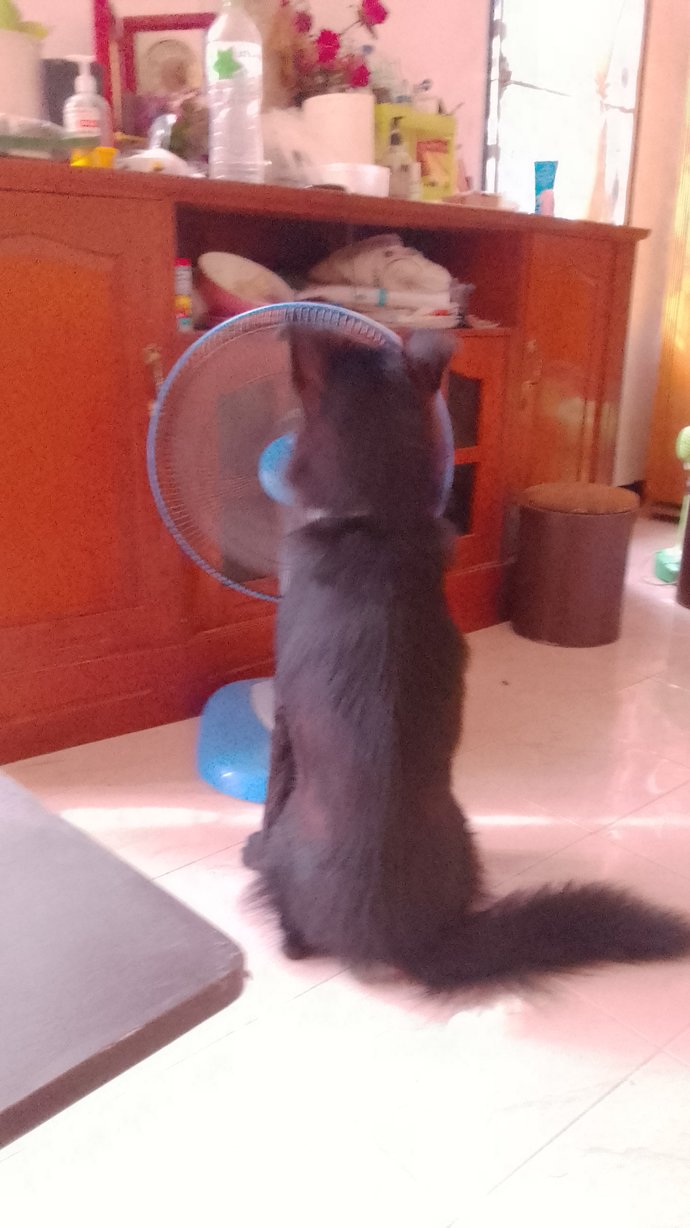Let's show our pets love, do you have an pictures of your pets you wanna share?