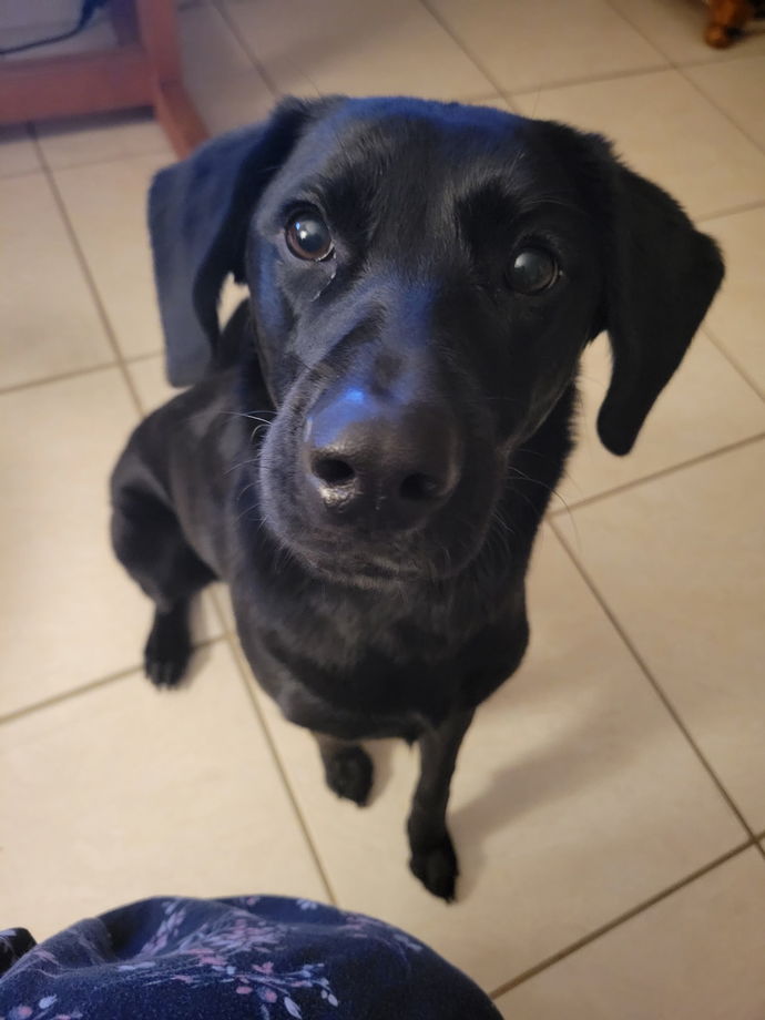 Let's show our pets love, do you have an pictures of your pets you wanna share?