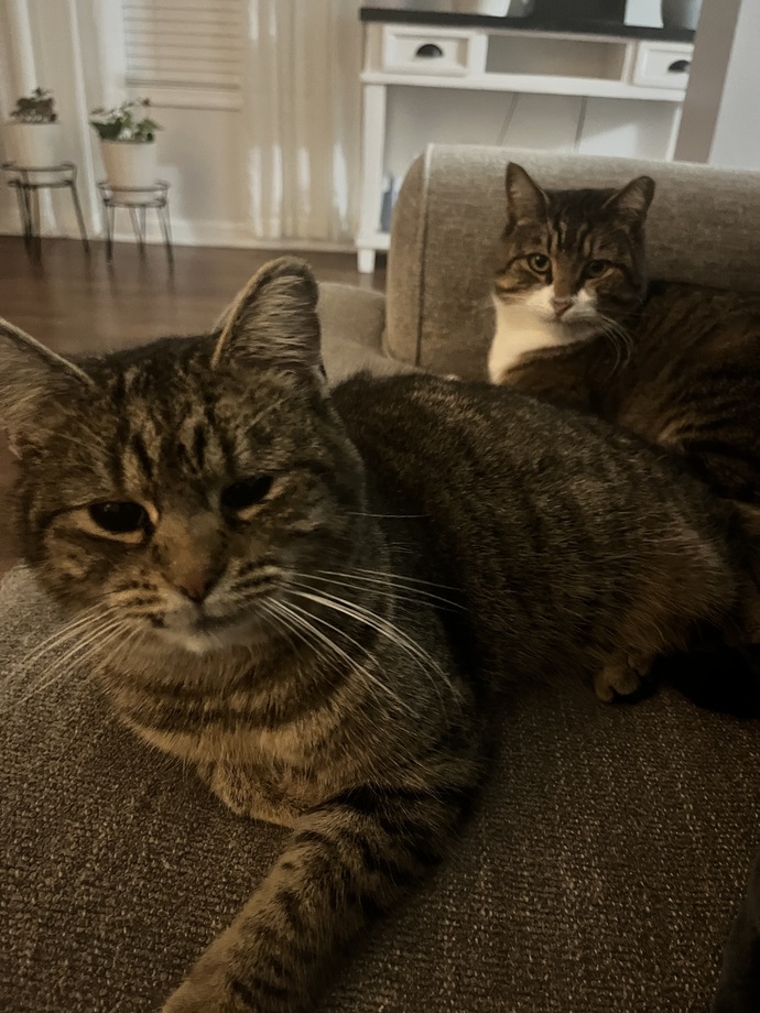 Toby and the one with white fur mama cat