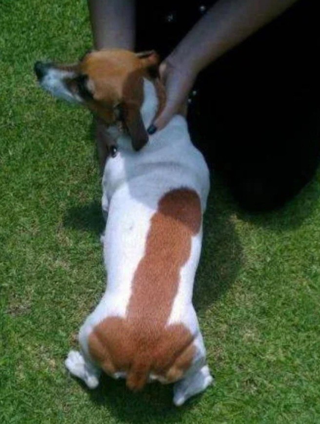 Would you stroke this doggy?