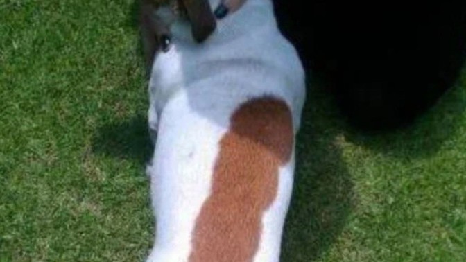 Would you stroke this doggy?