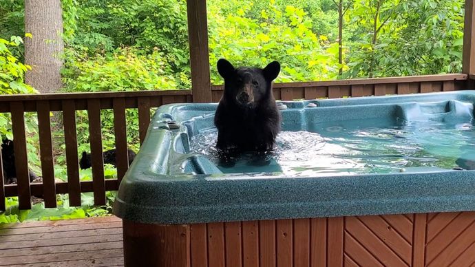 How would you react if you went over to a friends house who had a hot tub and saw a bear just chilling in it?