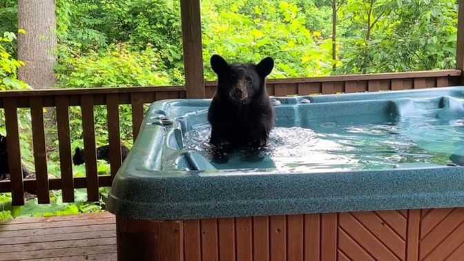 How would you react if you went over to a friends house who had a hot tub and saw a bear just chilling in it?
