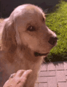 Do you like to share your food?