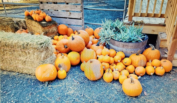 Is there anyone who can send me some street photos they took on Halloween?
