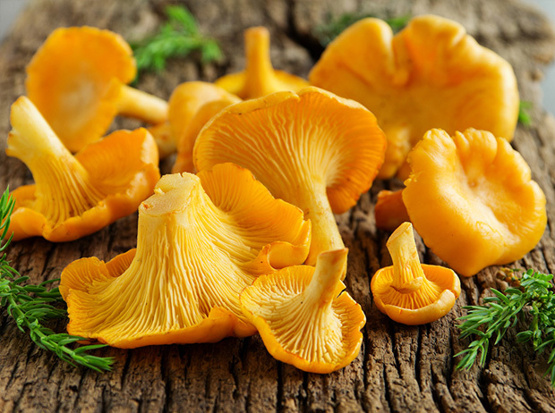 What kind of mushrooms you like in your cuisine?