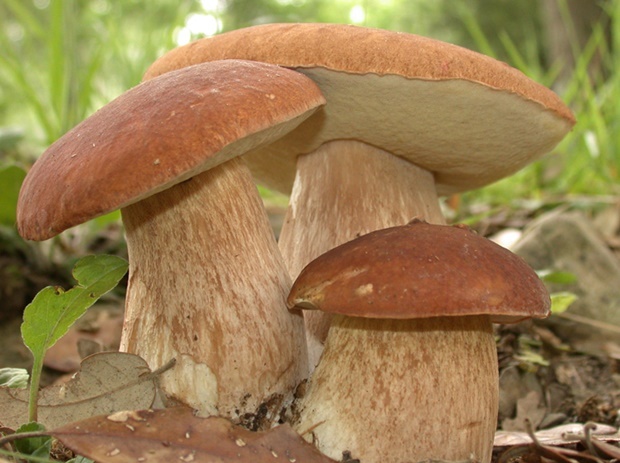 What kind of mushrooms you like in your cuisine?