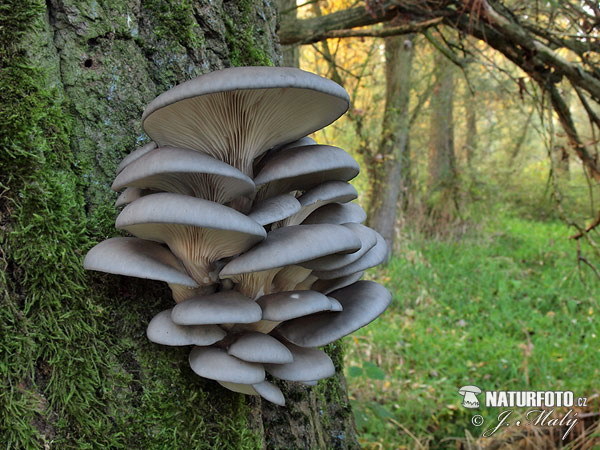 What kind of mushrooms you like in your cuisine?