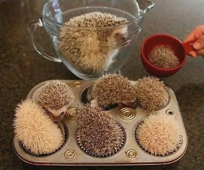 Do hedgehogs ever poke each others eyes out?