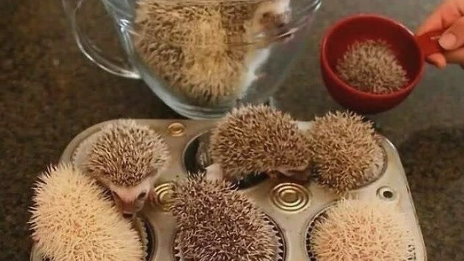 Do hedgehogs ever poke each others eyes out?