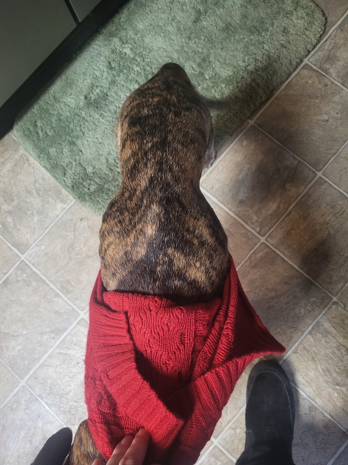 Is my moms dog too skinny?