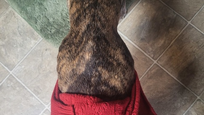 Is my moms dog too skinny?