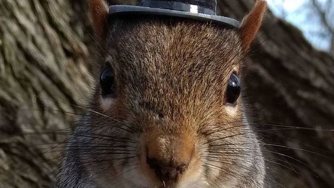 If squirrels could wear tiny hats, do you think they would prefer top hats or beanies for their winter gatherings? And why?