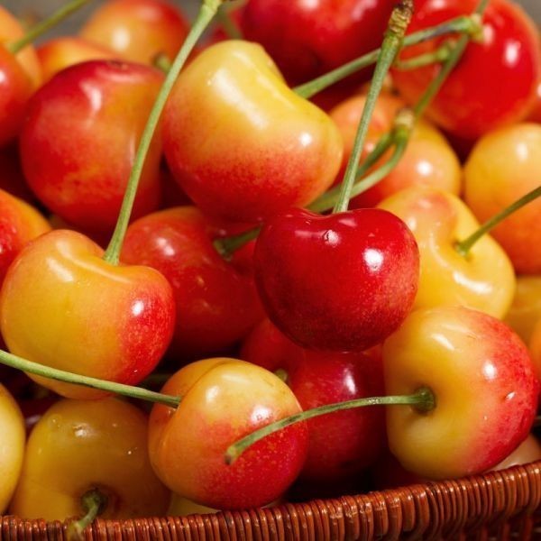 Do you like Rainier cherries?