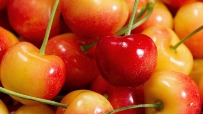 Do you like Rainier cherries?