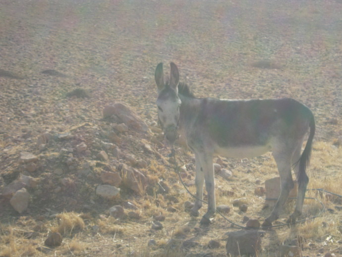 What country is this Donkey from?
