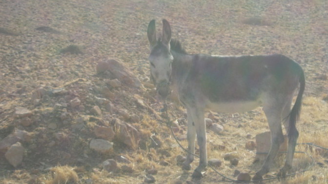 What country is this Donkey from?
