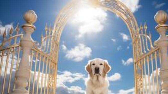 Who here believes that dogs go to a nice place after thay leave our side?