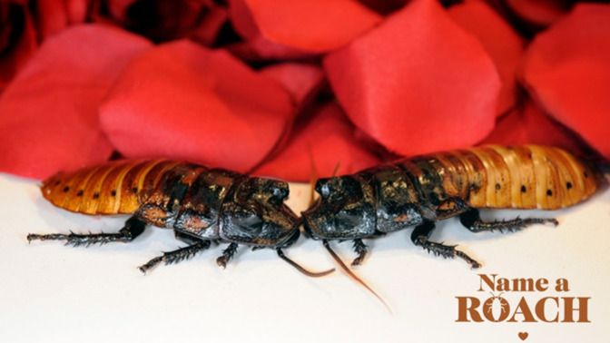 Unforgettable gift for Valentine's Day! Did you know you could name a Hissing Cockroach after your loved one (or your EX loved one 🤬!)?