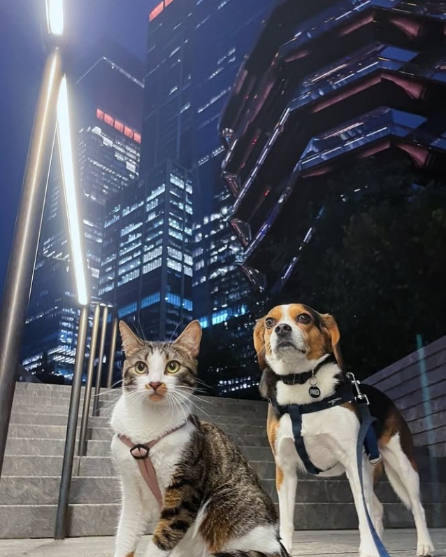 If your pet had a secret life at night, what do you think it’s up to?