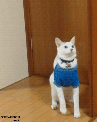 If your pet had a secret life at night, what do you think it’s up to?