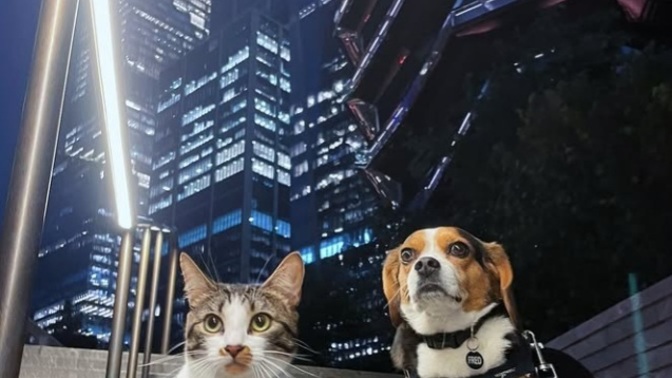 If your pet had a secret life at night, what do you think it’s up to?