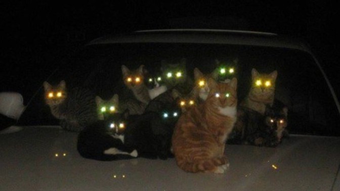 You walk into a dark room and suddenly see a bunch of cats charging there laser eyes ready to zap you, what do you do?