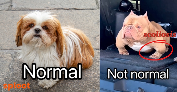 Do you think exotics bully’s should even be a dog breed?
