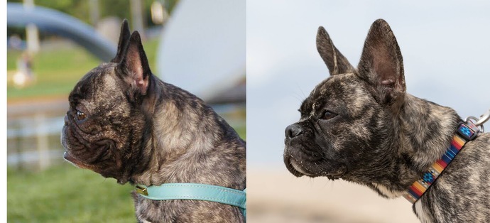 Do you think exotics bully’s should even be a dog breed?