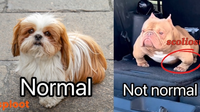 Do you think exotics bully’s should even be a dog breed?