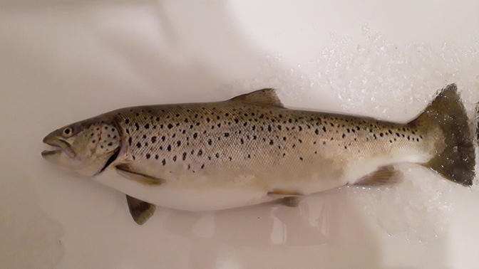 Ever go ice fishing?