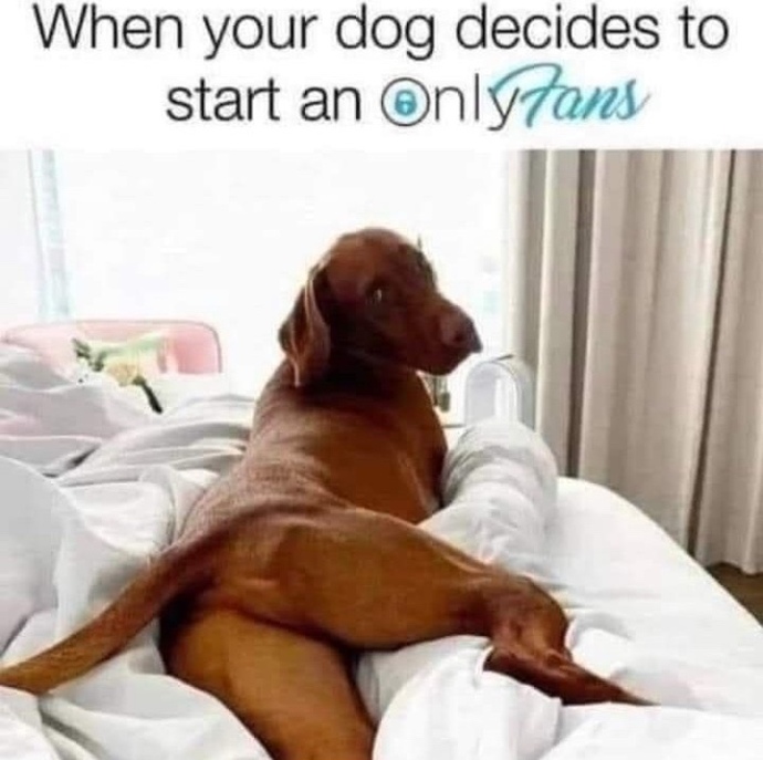 Would only fans for pets do well?