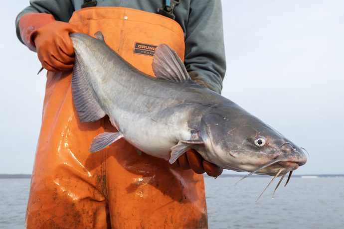 Have you ever caught a catfish?