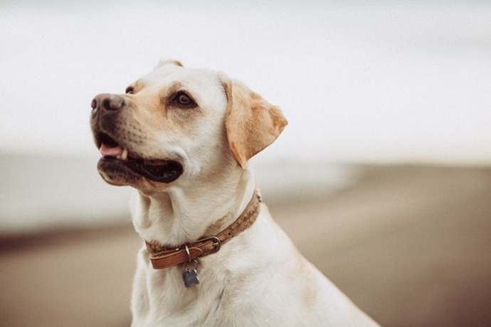 Do you consider your pet a family member? Does the comfort and wellbeing of your pet overrule that of your human family members?