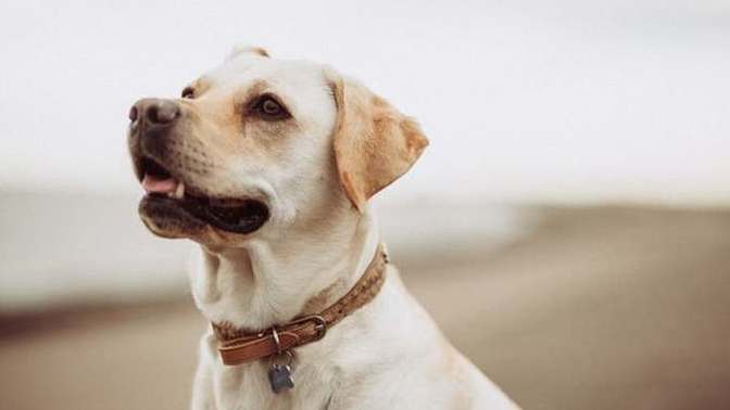 Do you consider your pet a family member? Does the comfort and wellbeing of your pet overrule that of your human family members?