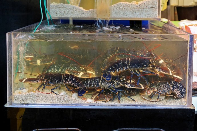 Anyone else kinda feel bad for the lobsters in the tank at restaurants?