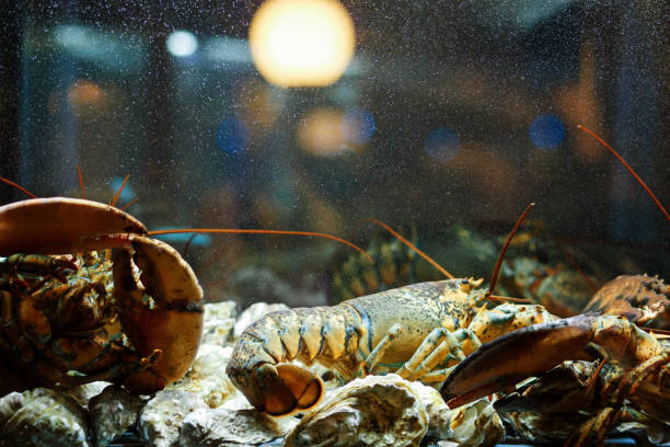 Anyone else kinda feel bad for the lobsters in the tank at restaurants?
