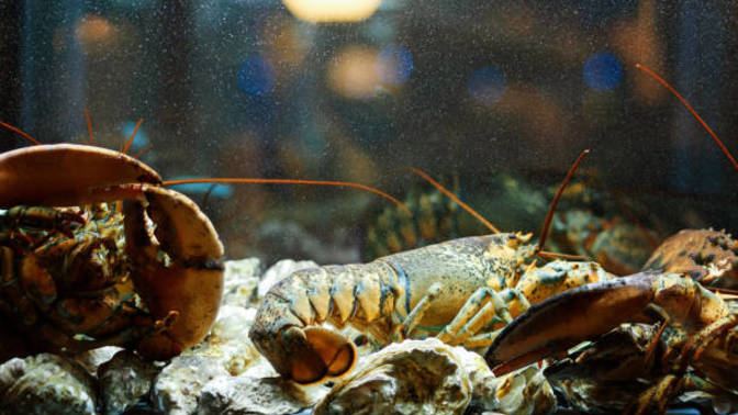 Anyone else kinda feel bad for the lobsters in the tank at restaurants?