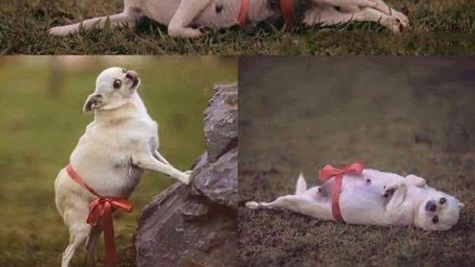 My dog turned out to be pregnant! Do you think we should do a maternity photoshoot for her?